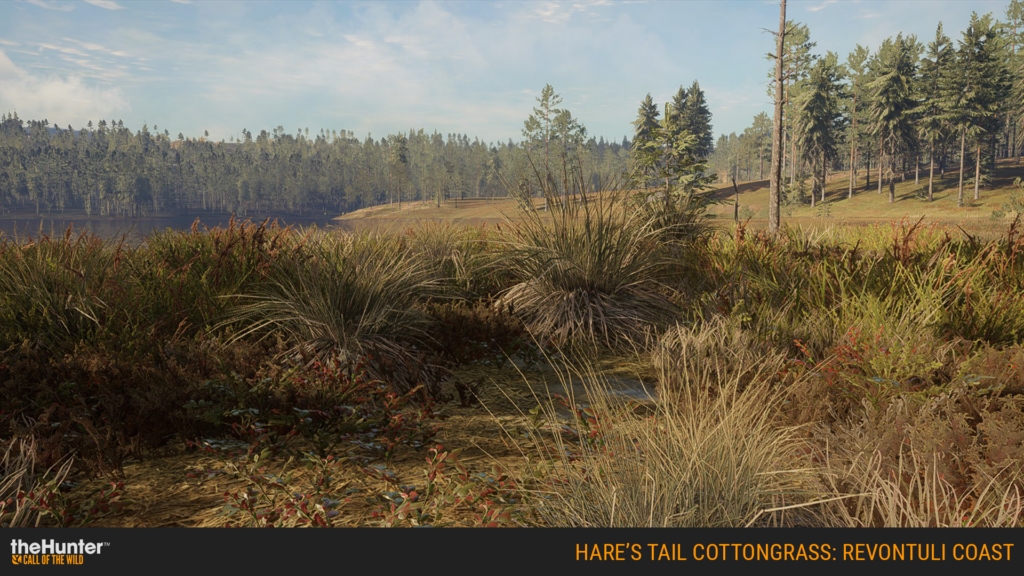 A bog, featuring some hare’s tail cottongrass.