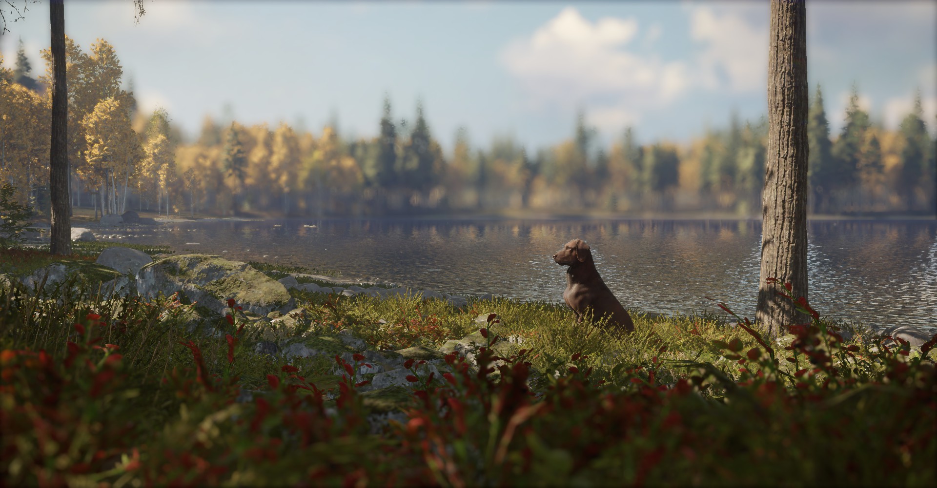 Labrador Retriever with the chocolate fur variety standing next to a lake.