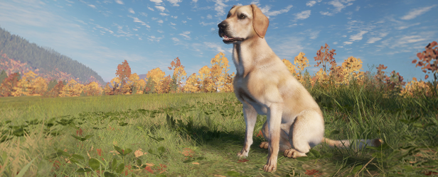 The yellow variant Labrador Retriever sitting happily in an open grassy plain.