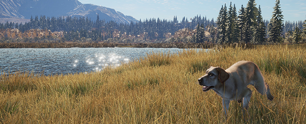 The yellow variant Labrador Retriever running through some tall grass.