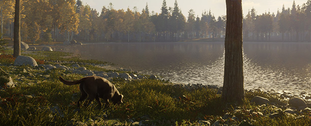 The chocolate variant Labrador Retriever sniffing along a lake shoreline.