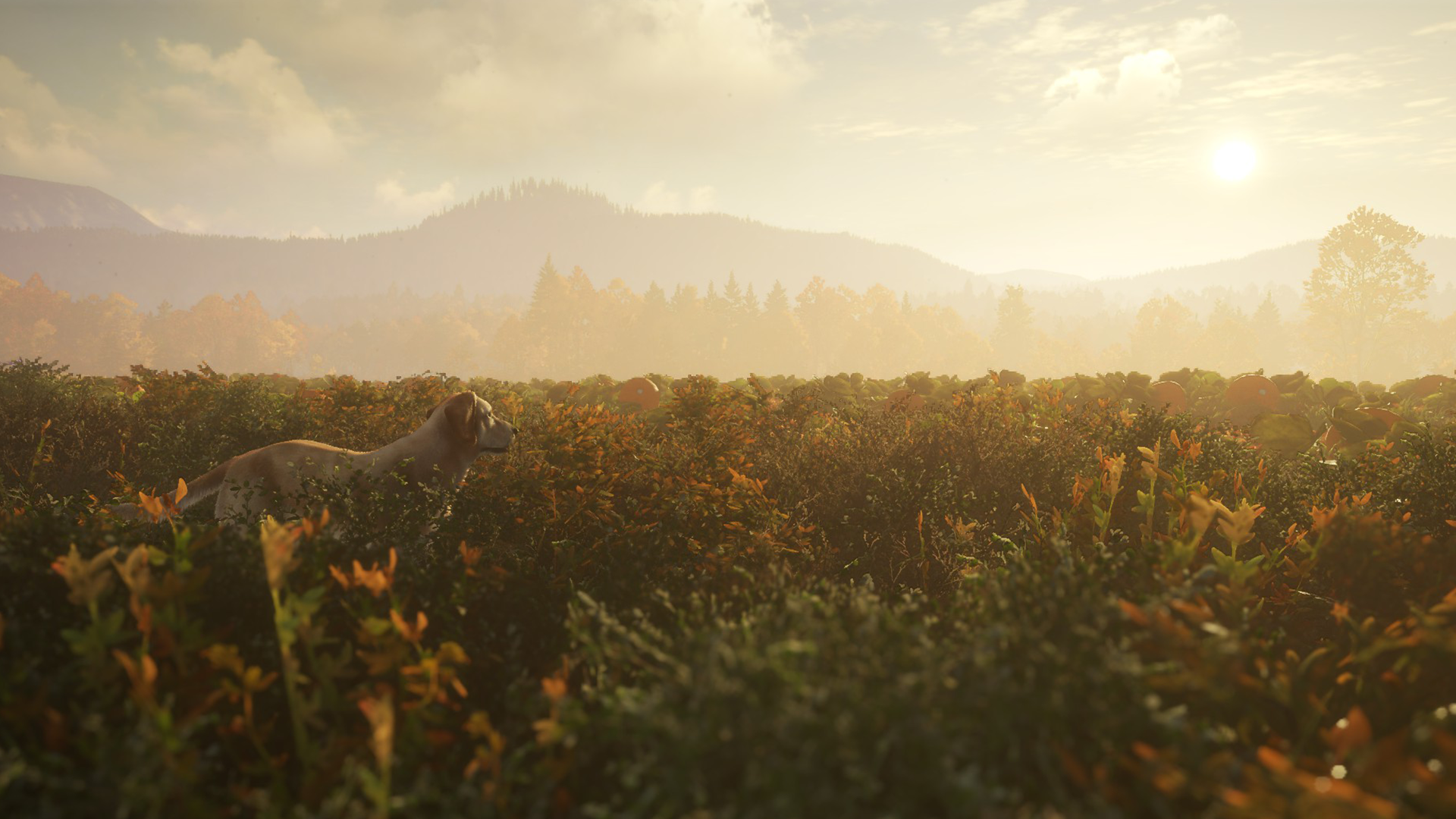 Dev Diary: Welcoming the Labrador Retriever | theHunter: Call of the Wild
