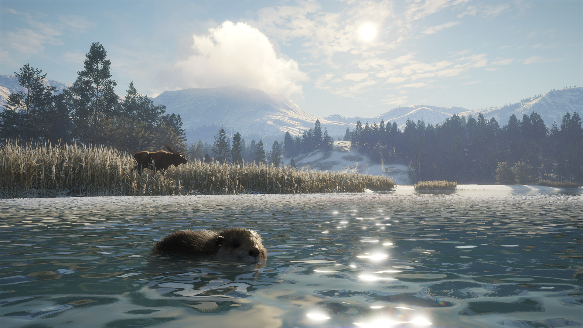 A beaver swimming in icy blue water in the Alberta Hunting Preserve from the Hunter: Call of the Wild