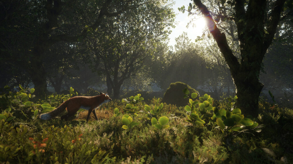 Fox in a Scottish landscape.